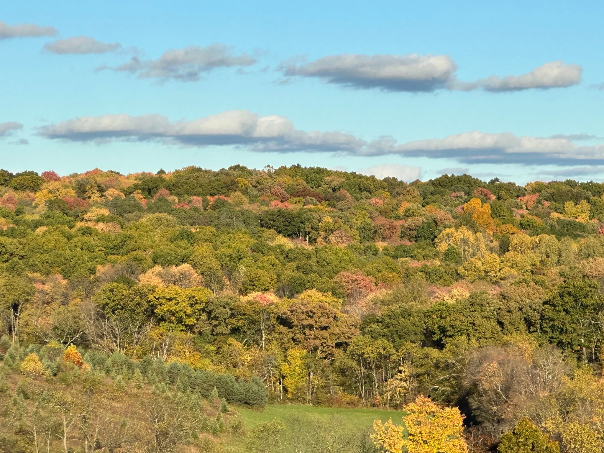 Autumn color across Halo Hills