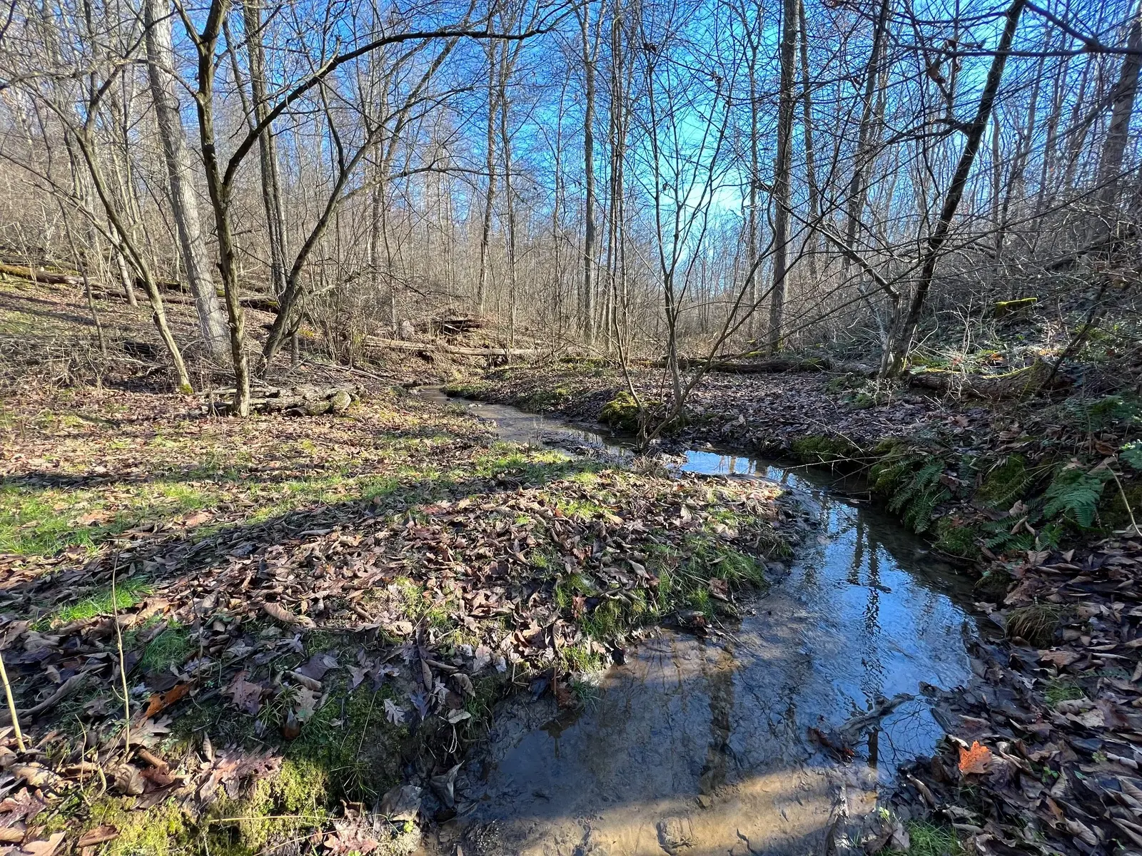 Water flowing through the wooded property