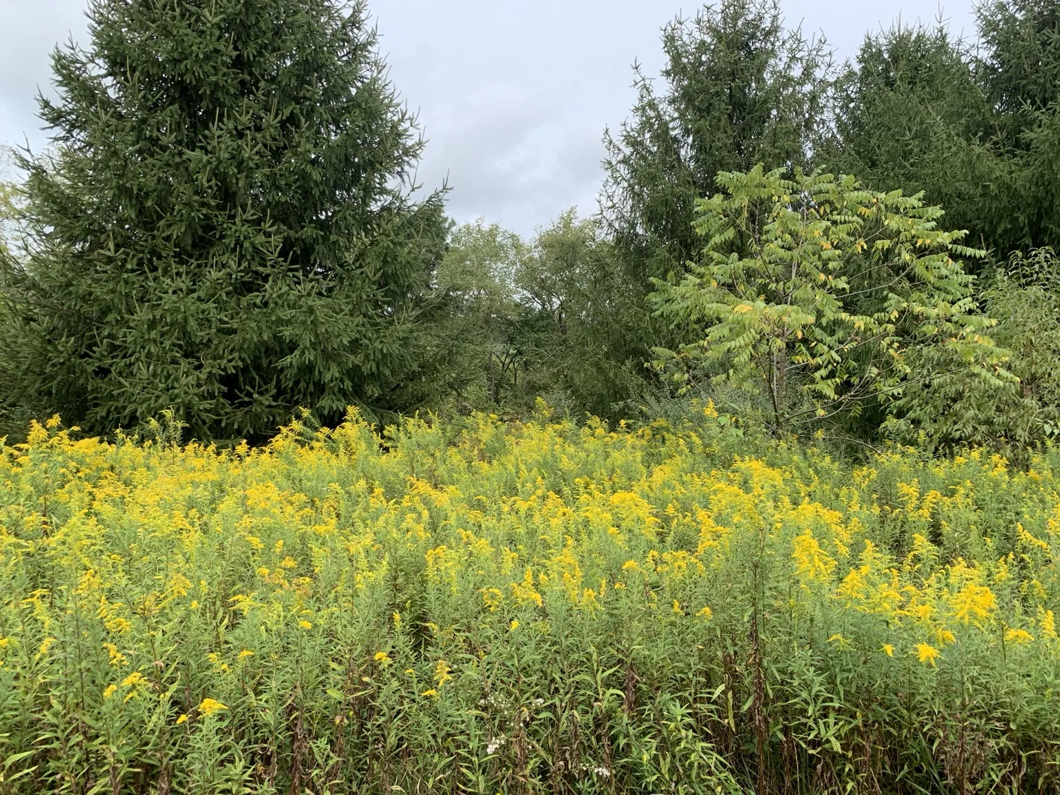 Wildflowers growing across a Halo Hills meadow