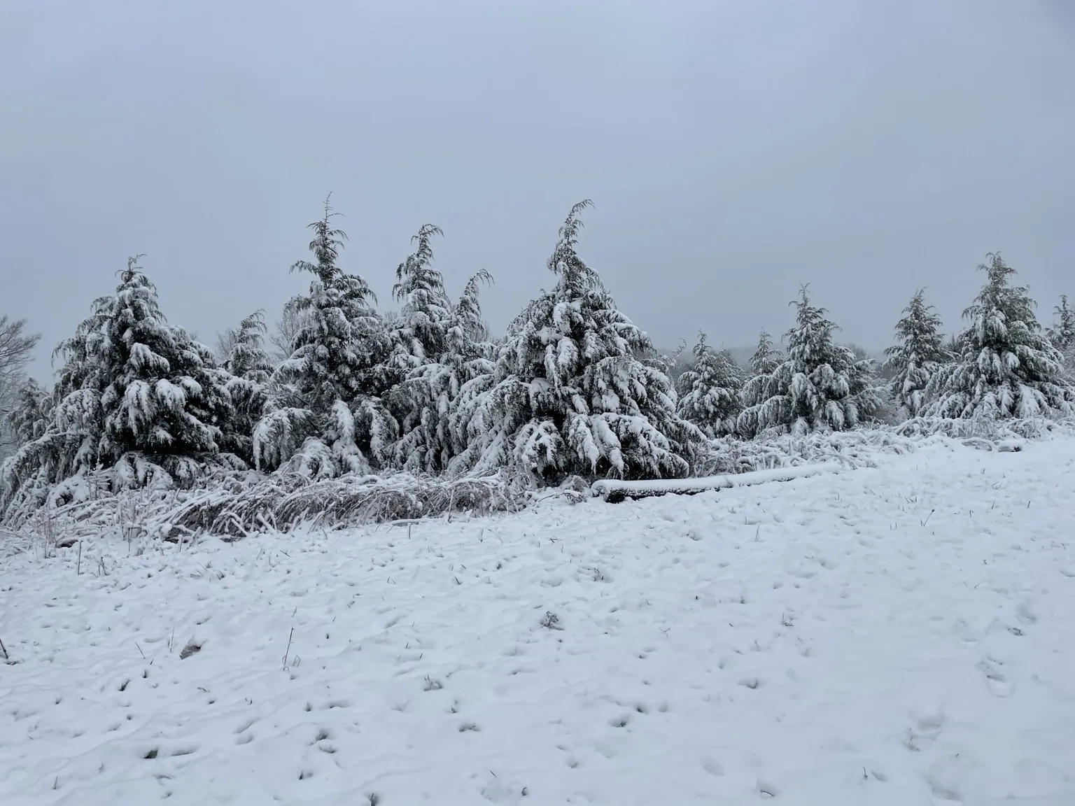 Snow-covered evergreens at Halo Hills